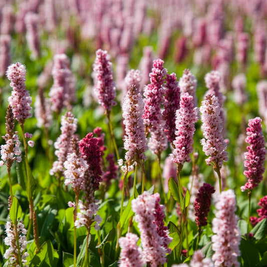 Schneckenknöterich Kabouter - Bakker