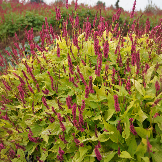 Kerzenknöterich Golden Arrow - Bakker