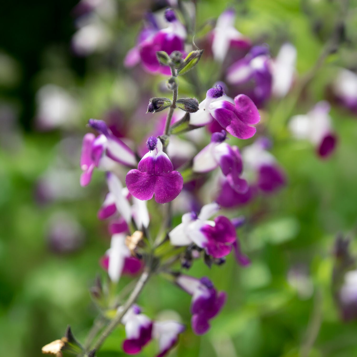 Strauchiger Salbei Amethyst Lips - Bakker