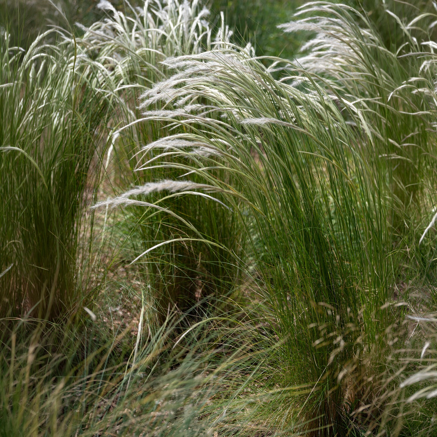 Stipa ichu - Ichu-Gras - Stipa