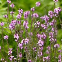 Verkauf Purpurblättriges Eisenkraut Bampton