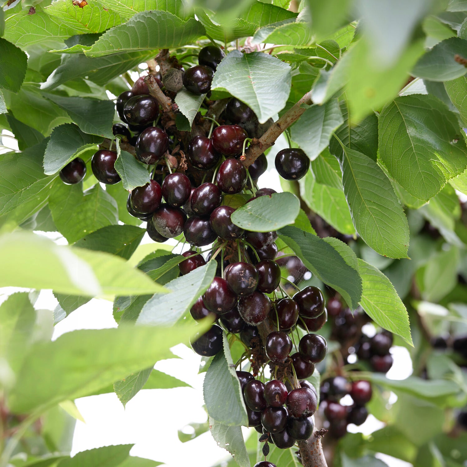 Süßkirsche Regina - Bakker