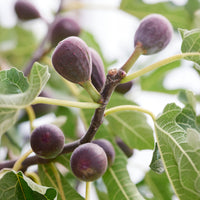 Zwerg-Feige Little Miss Figgy - Ficus carica Little Miss Figgy® - Bakker