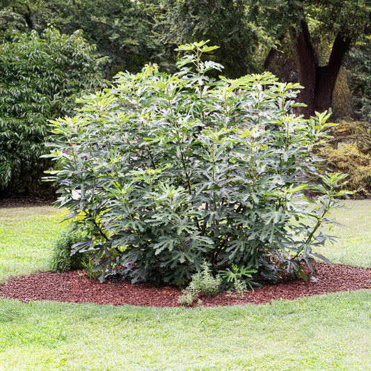 Zwerg-Feige Little Miss Figgy - Bakker