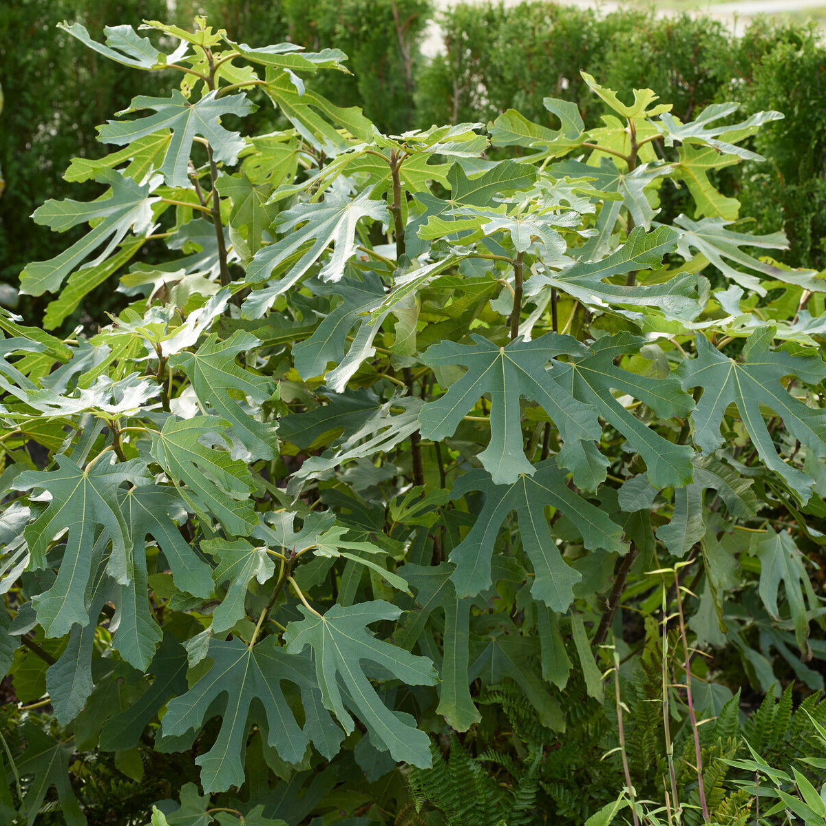 Ficus carica Little Miss Figgy® - Zwerg-Feige Little Miss Figgy - Feigenbäume