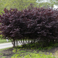 Haselnuss Rotblättrige Zellernuss - Corylus maxima Rote Zellernuss - Bakker