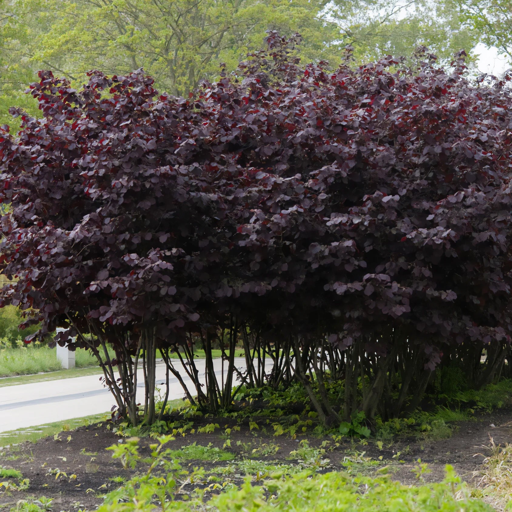 Haselnuss Rotblättrige Zellernuss - Corylus maxima Rote Zellernuss - Bakker