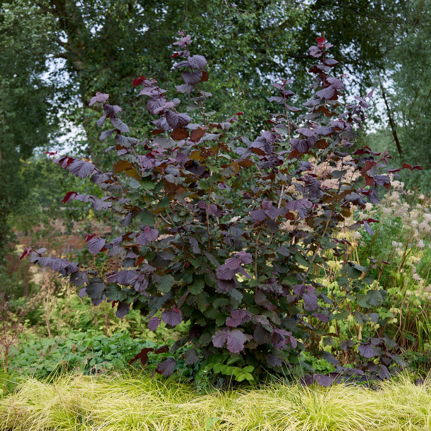 Haselnuss Rotblättrige Zellernuss - Bakker