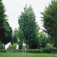 Säulen-Tulpenbaum Fastigiatum - Liriodendron tulipifera Fastigiatum - Bakker
