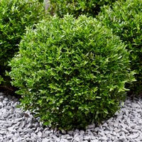 Heckenkirsche Green Breeze - Lonicera nitida Garden Clouds Green Breeze - Bakker