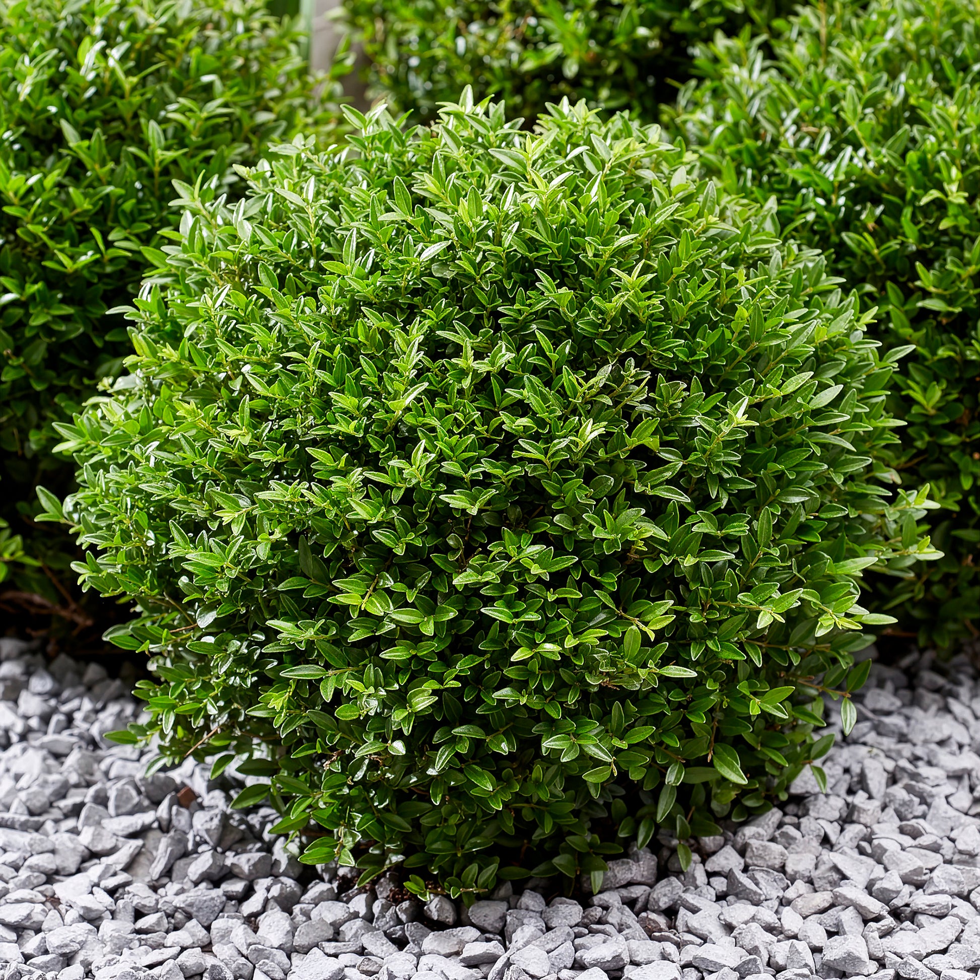 Heckenkirsche Green Breeze - Lonicera nitida Garden Clouds Green Breeze - Bakker