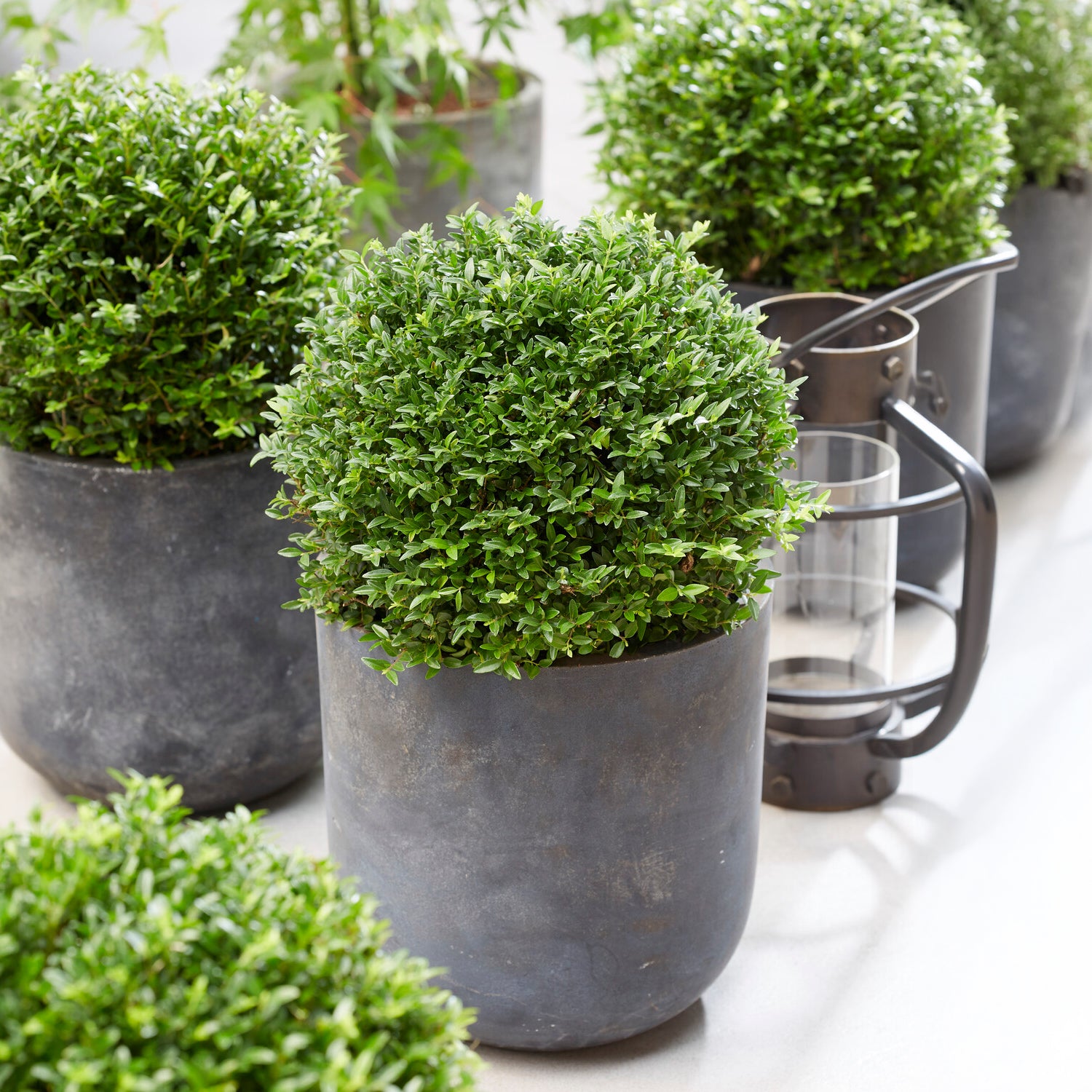 Heckenkirsche Green Breeze - Bakker