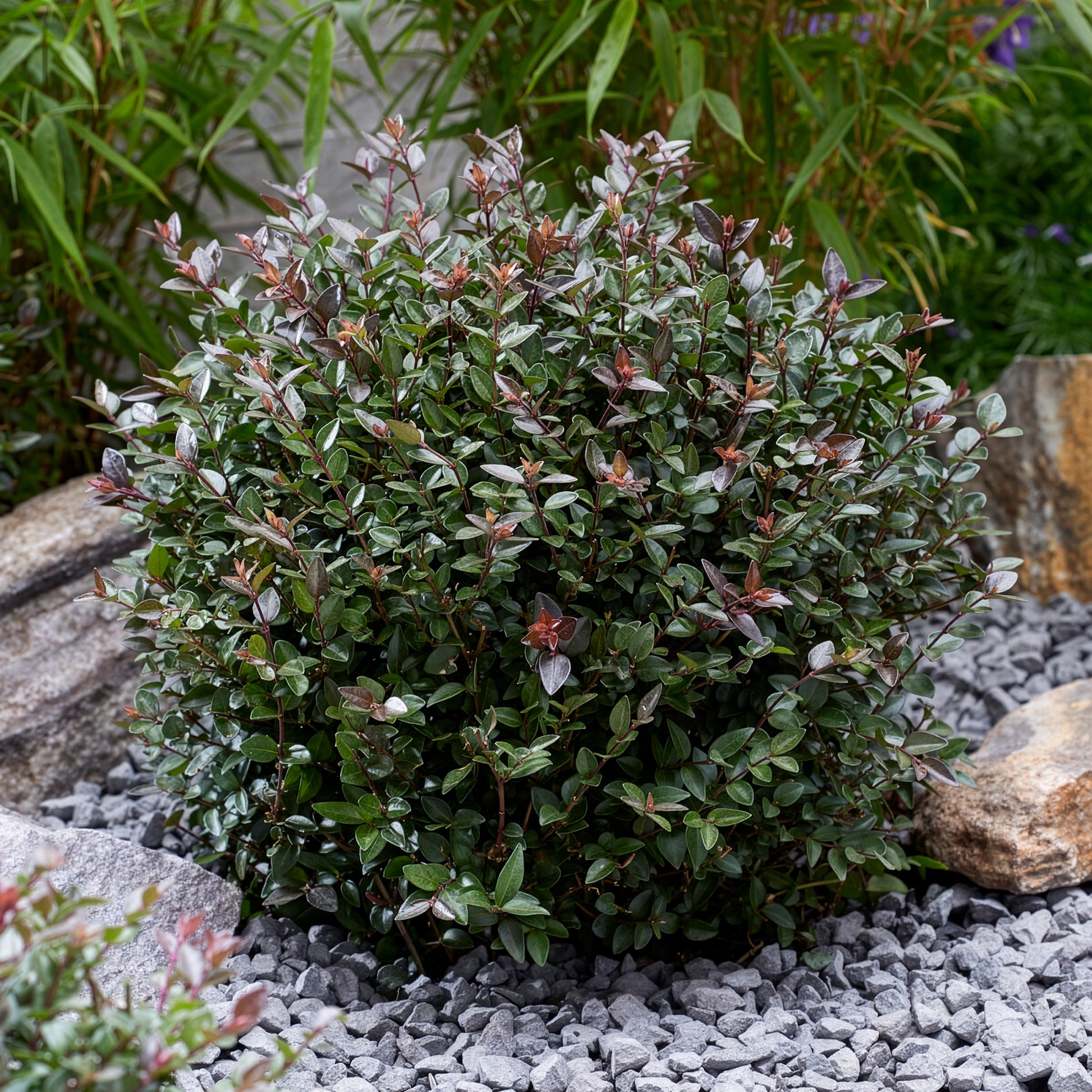 Heckenkirsche Purple Storm - Lonicera nitida Garden Clouds Purple Storm - Bakker