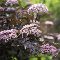 Sträucher - Schwarzer Holunder Black Beauty - Sambucus nigra Black Beauty