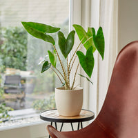 Zebraplant