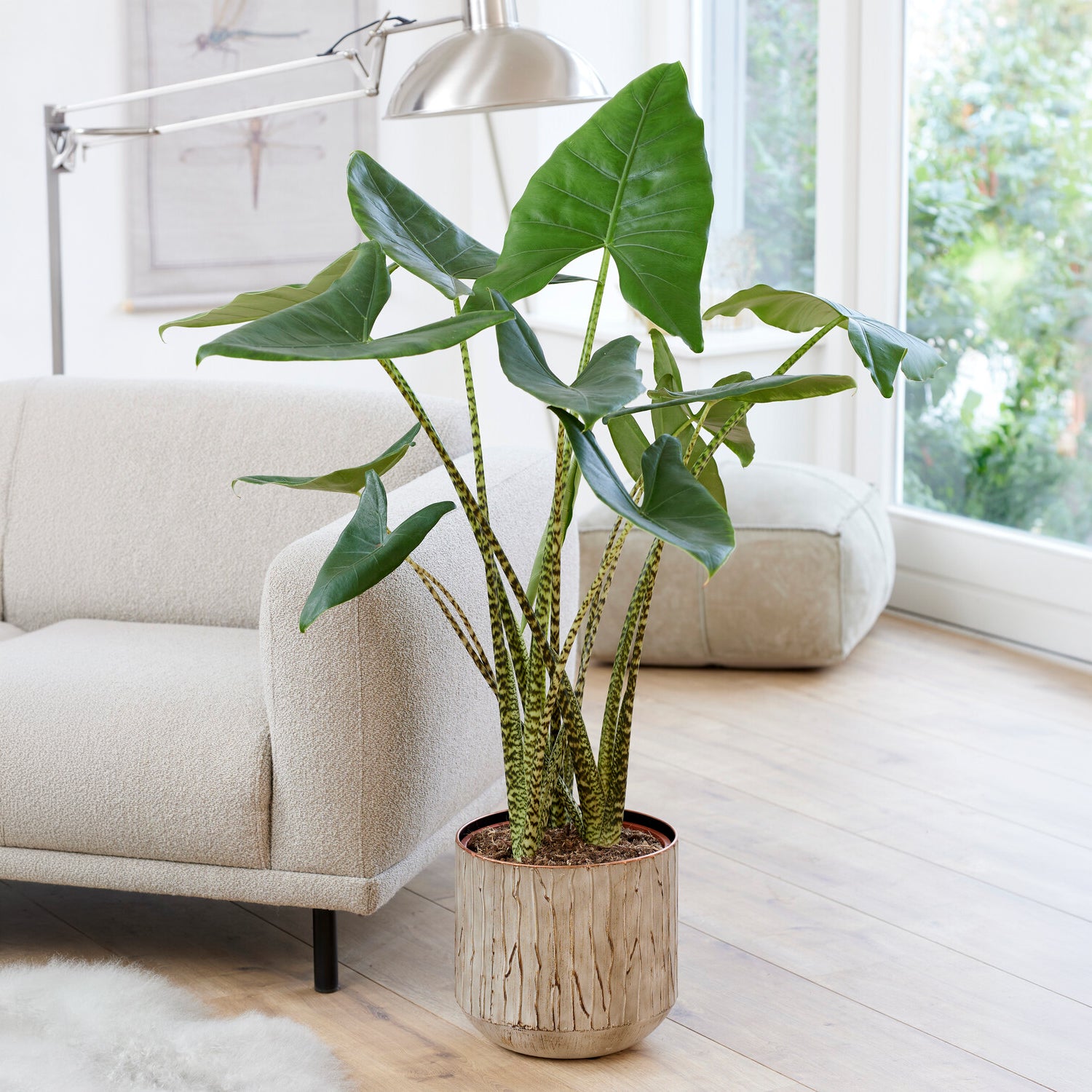 Zebraplant - Alocasia zebrina - Bakker