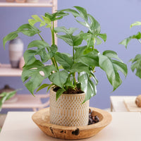 Verkauf Mini gatenplant - Monstera Minima
