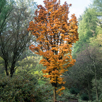 Japanischer Ahorn Shishigashira - Acer palmatum Shishigashira - Bakker
