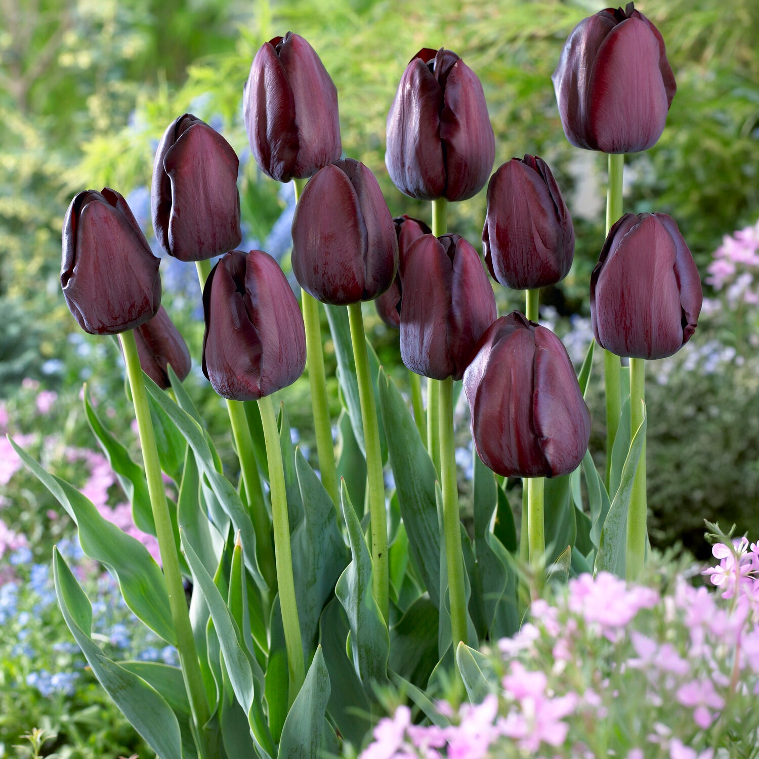 Tulpe Queen of Night -  - Bakker