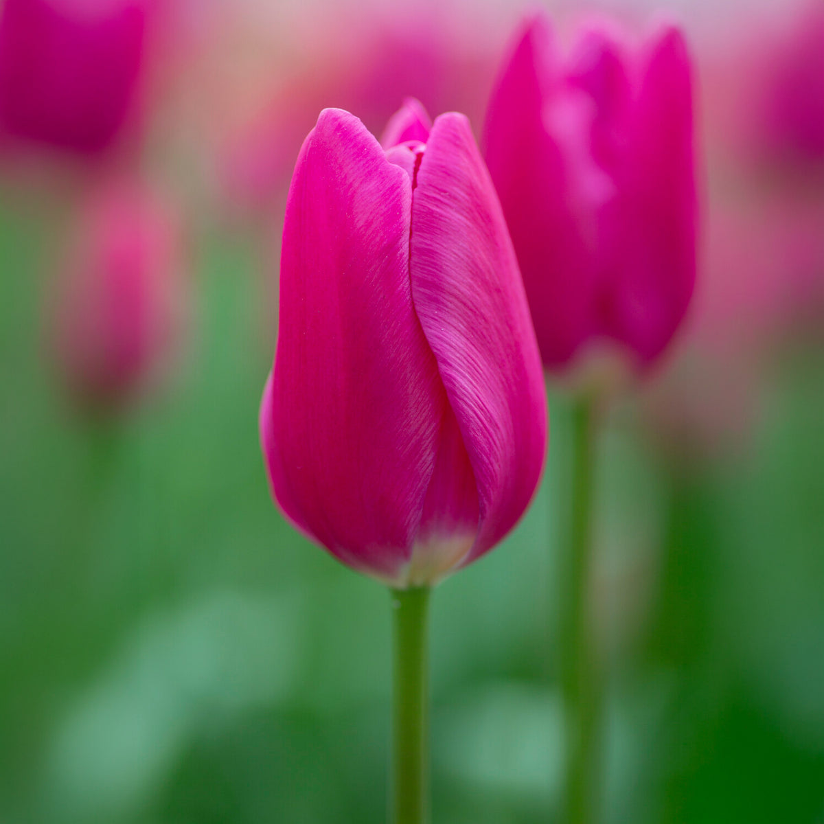 Triumph-Tulpe Ardour - Bakker