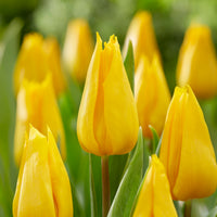 Triumph-Tulpe Yokohama - Tulipa Yokohama - Bakker