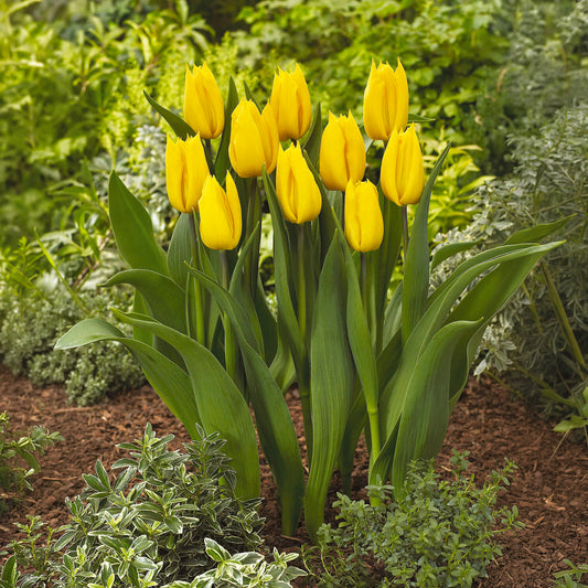 Triumph-Tulpe Yokohama - Bakker