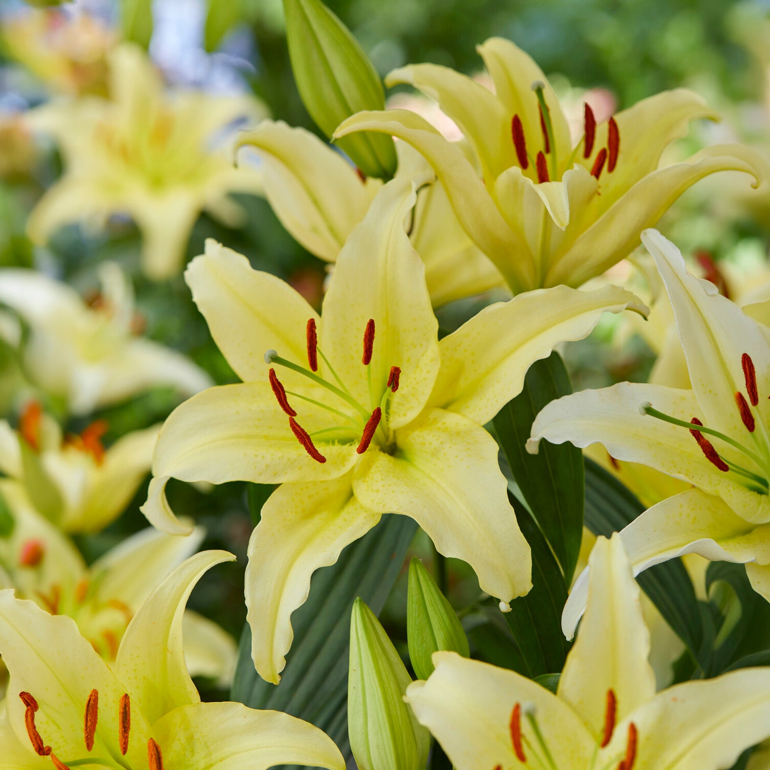 Trio duftende orientalische Lilien - Lilium orientalis Dizzy, Muscadet, Gold Party - Bakker