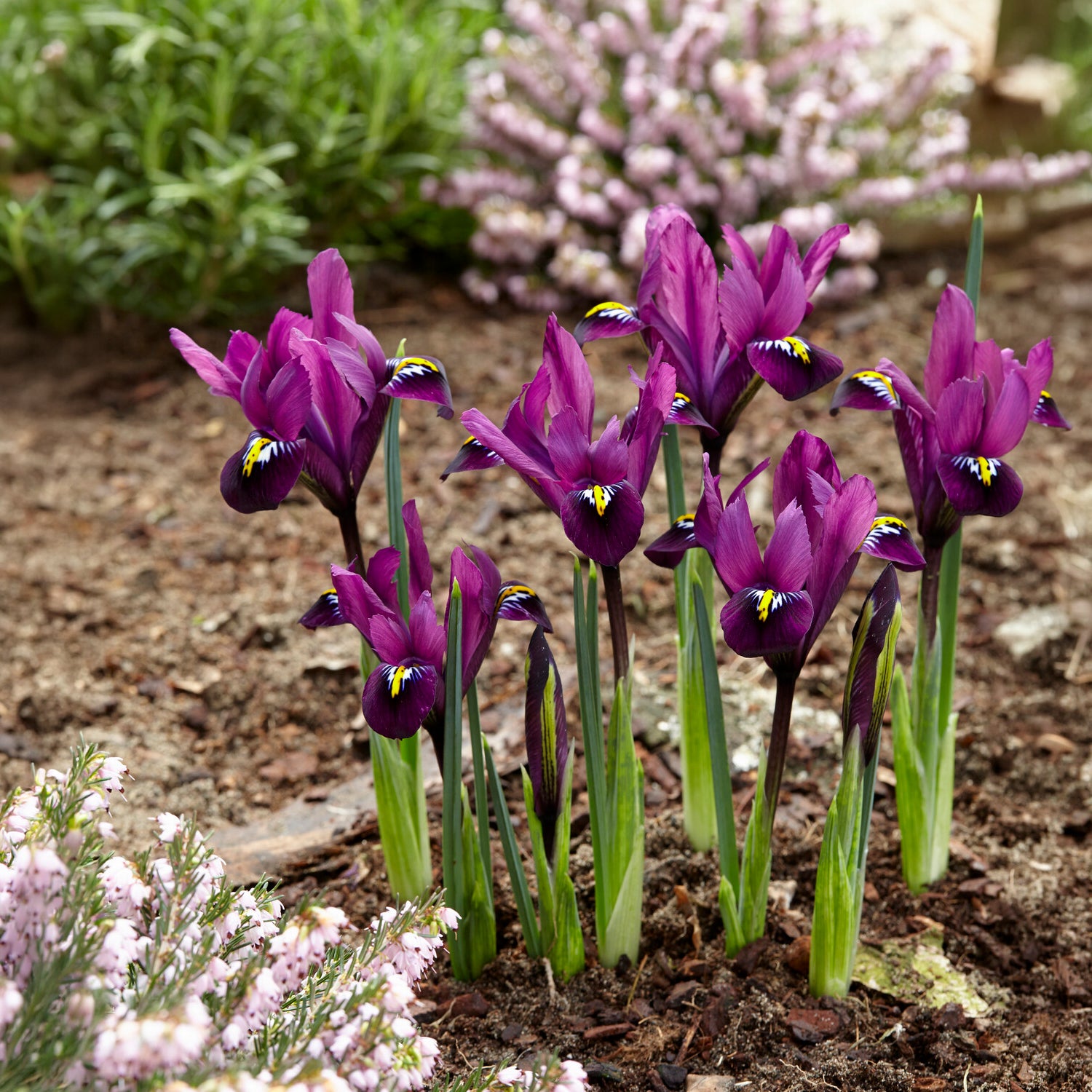 Verkauf 50 bienenfreundliche Blumenzwiebeln violett und weiß - Crocus Flower Record, Muscari ameniacum, Iris Purple Hill, Hyacinth Woodstock, Scilla siberica alba