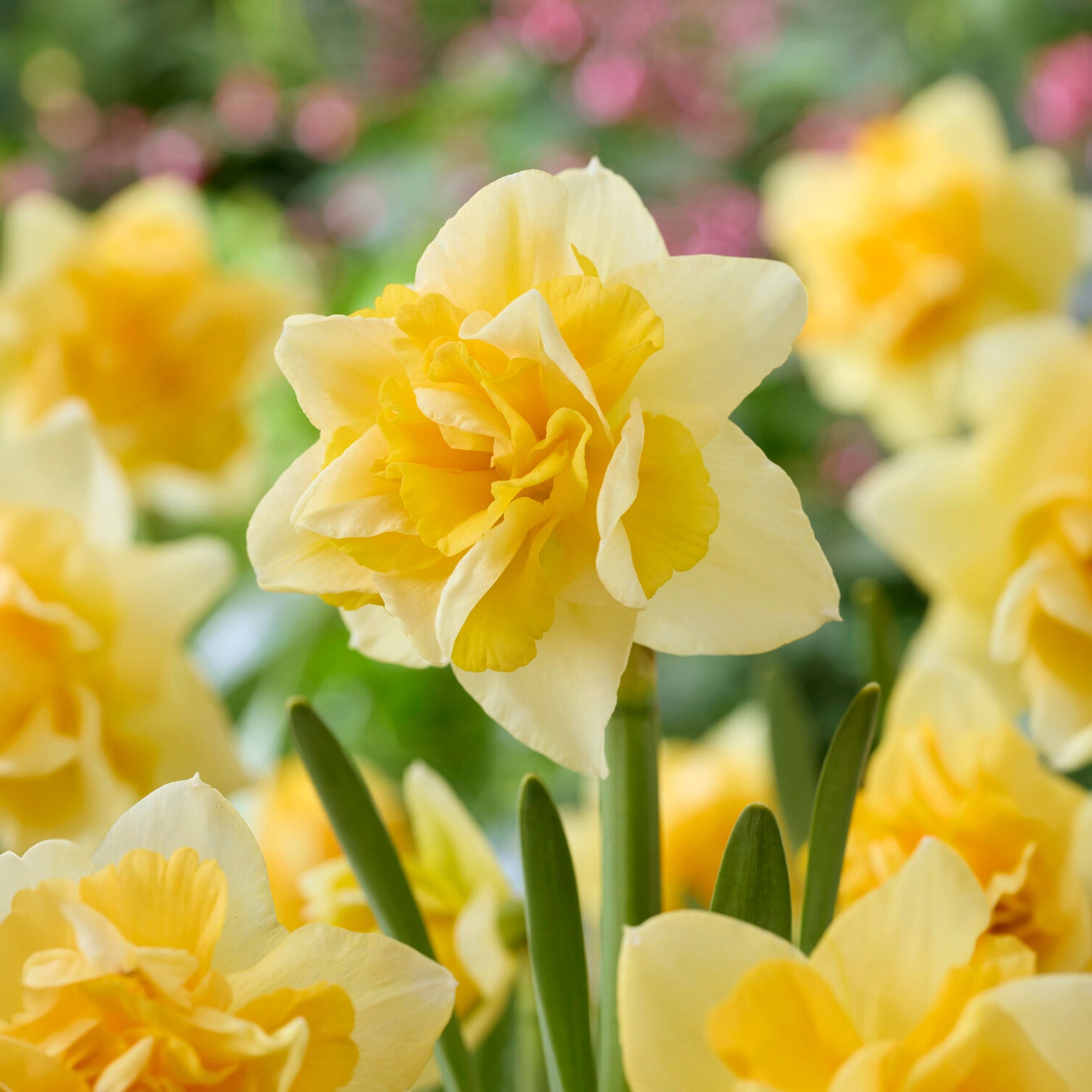 Gefüllte Narzisse Growers Beauty - Narcissus Growers Beauty - Bakker