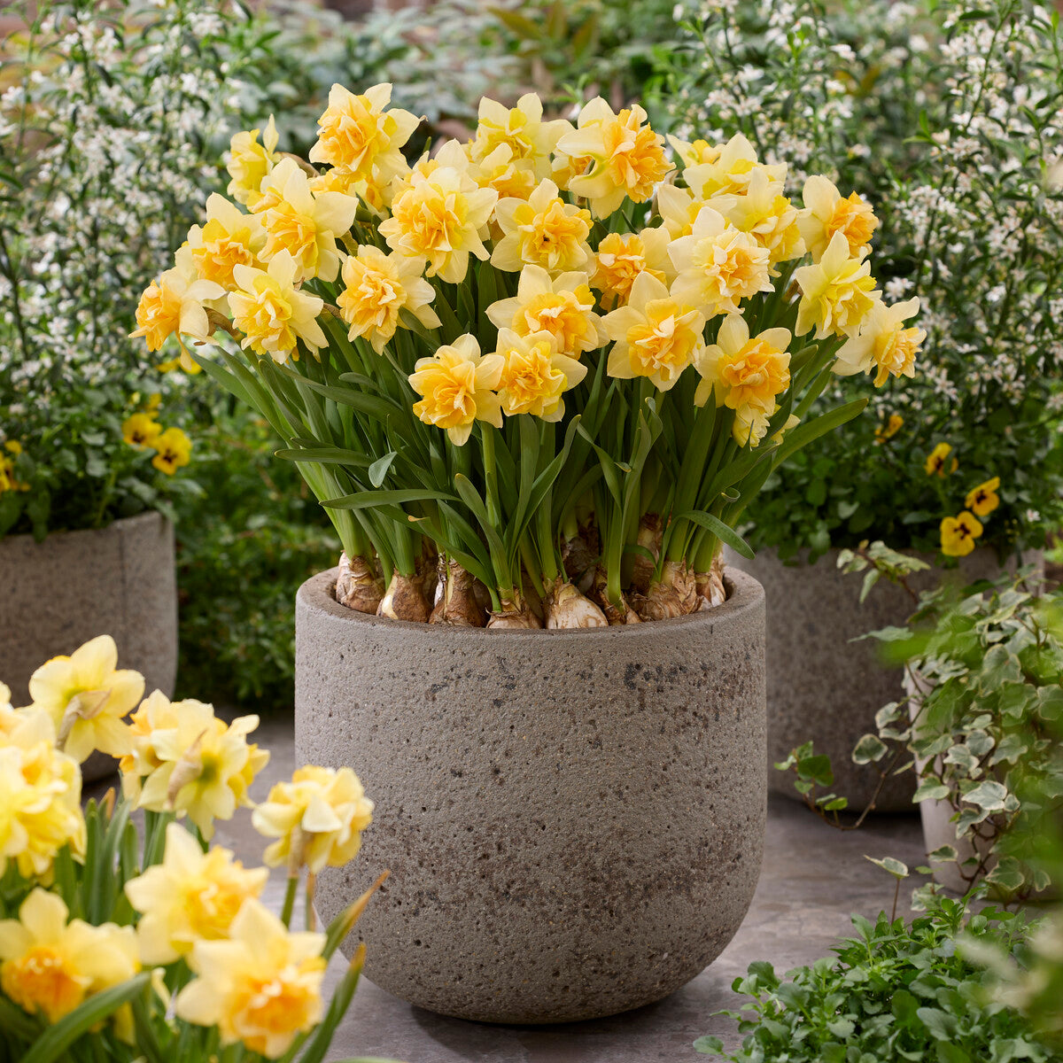 Gefüllte Narzisse Growers Beauty - Bakker
