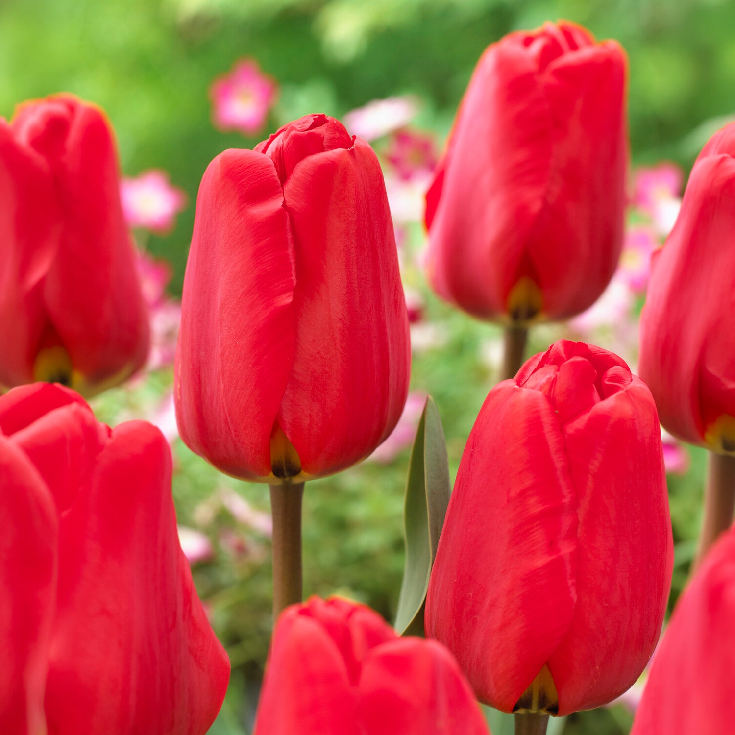 Zwiebelmix - Frühlingsblumenzwiebeln für rot-weißes Beet - Narcissus Ice Follies, Pusckina alba, Tulipa Apeldoorn, Exotic Emperor, Seadov