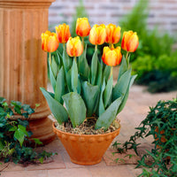 Zwiebelmix - Frühlingsblumenzwiebeln für gelb-oranges Beet - Tulipa Orange Breeze, Blushing Apeldorn, Appeldorn's Elite, Narcissus Martinette