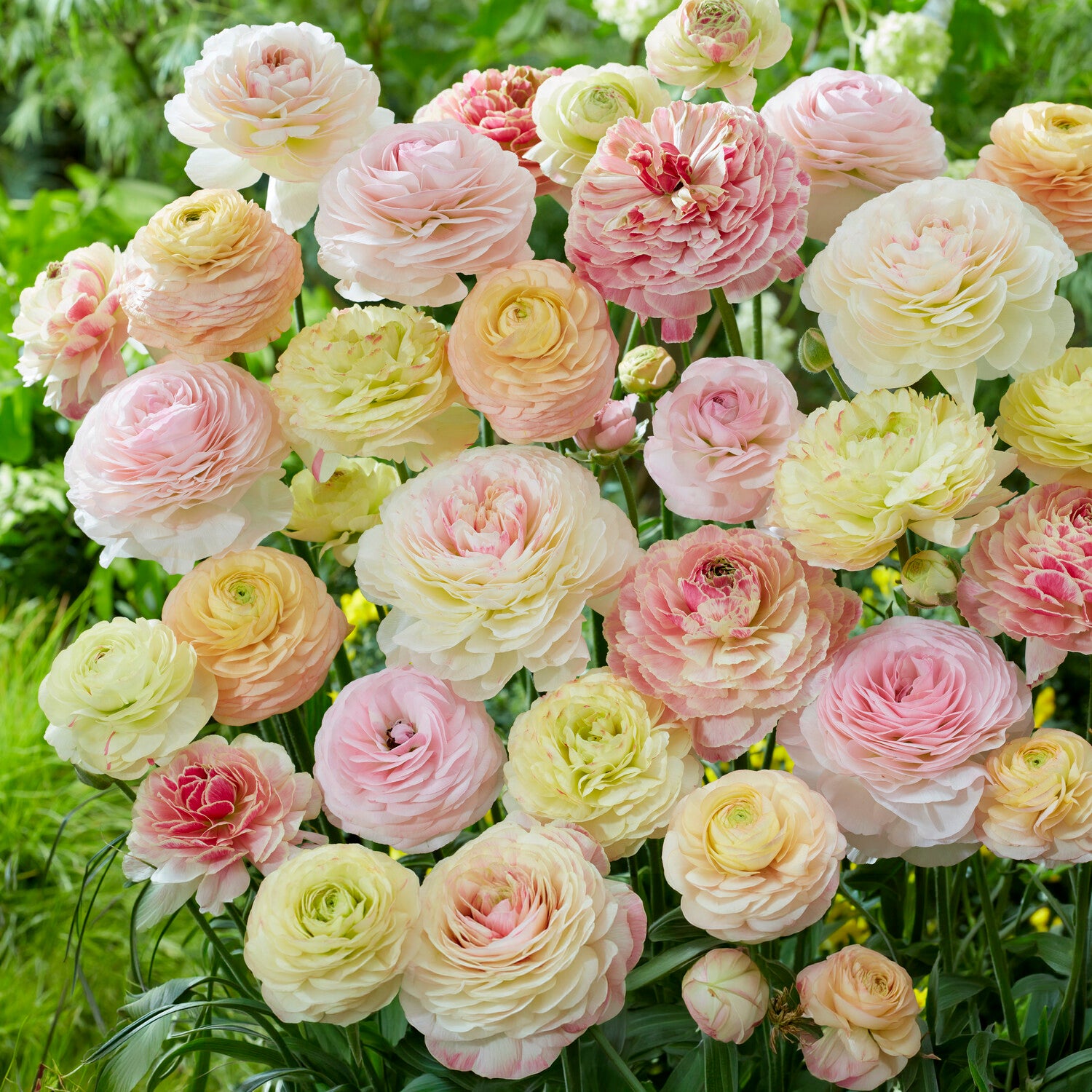 15 pastellfarbene Ranunkeln - Ranunculus - Bakker