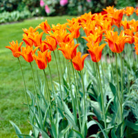  - Tulpe Ballerina - Tulpen-Zwiebeln