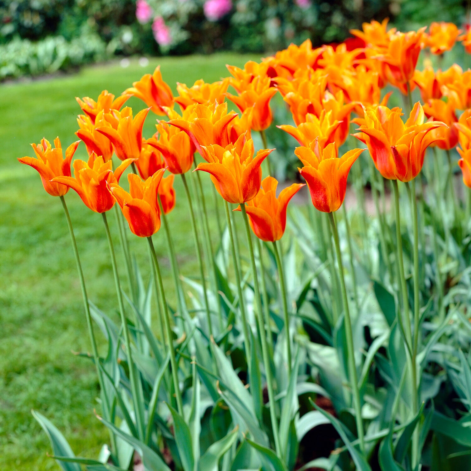  - Tulpe Ballerina - Tulpen-Zwiebeln