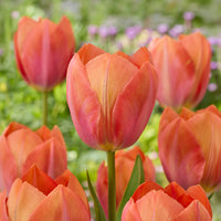 Darwin-Tulpe Apricot van Eijk - Bakker