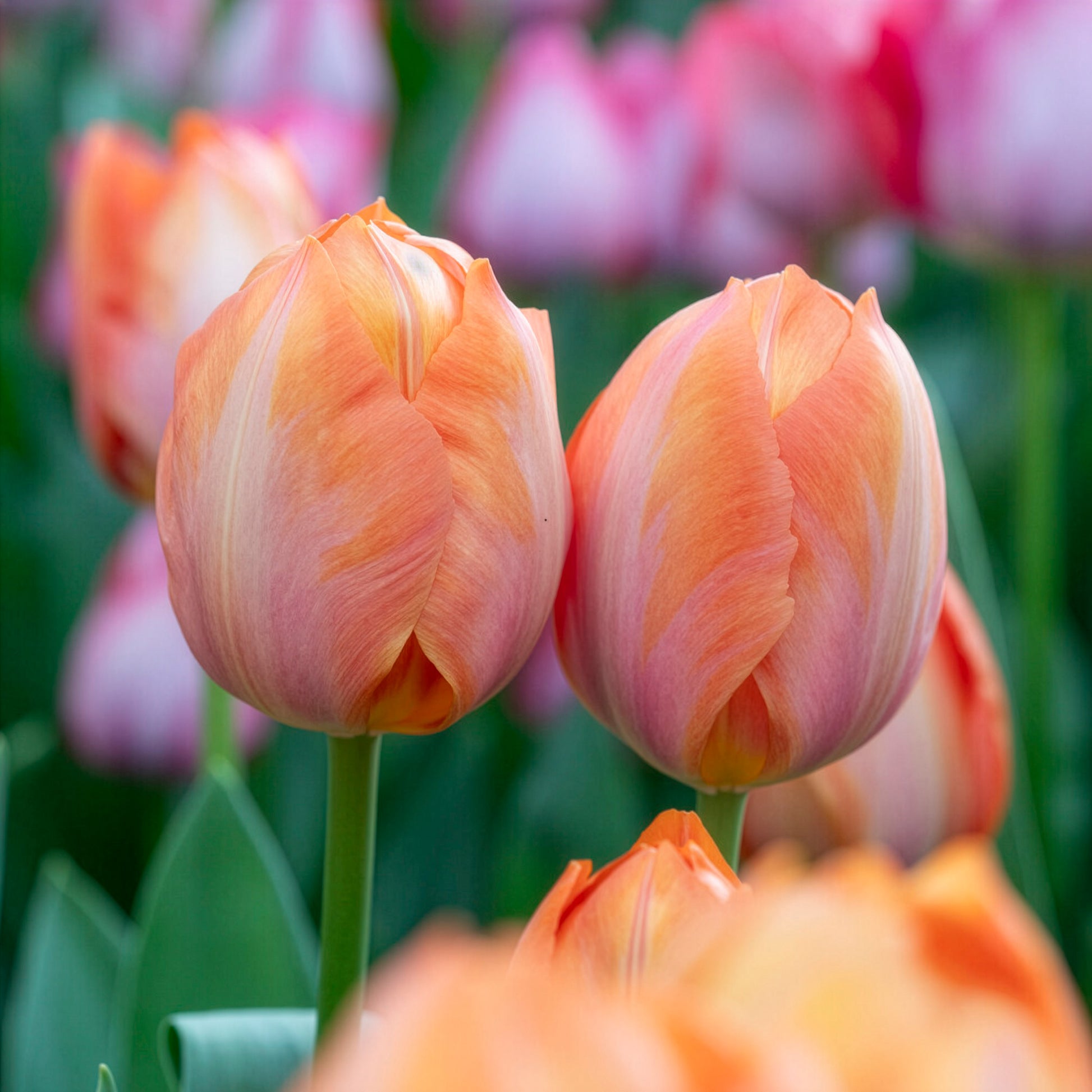 Darwin-Tulpe Apricot van Eijk - Tulipa Apricot van Eijk - Bakker