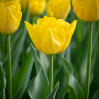 Frühe gefüllte Tulpe Marie Jo -  - Bakker