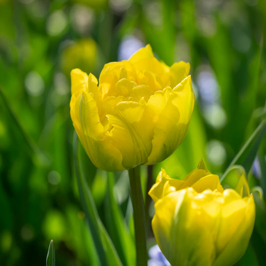 Frühe gefüllte Tulpe Marie Jo - Bakker