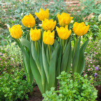  - Frühe gefüllte Tulpe Marie Jo - Tulpen-Zwiebeln
