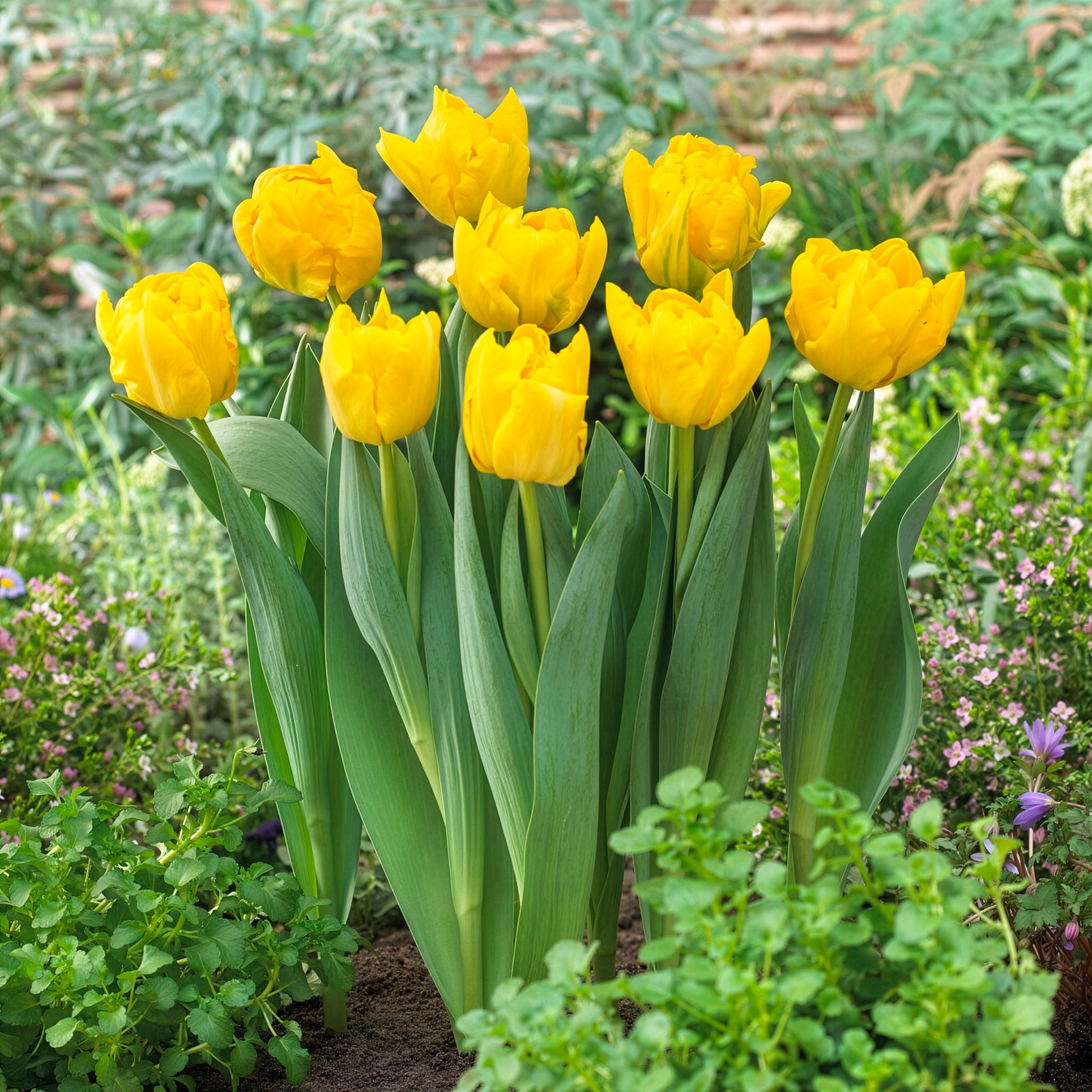  - Frühe gefüllte Tulpe Marie Jo - Tulpen-Zwiebeln