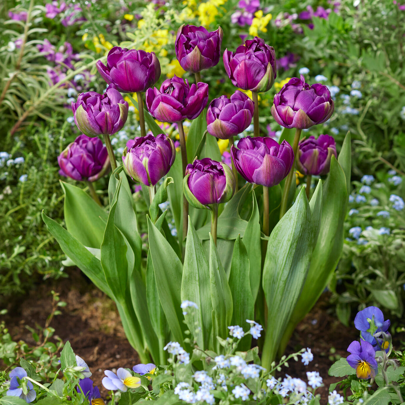 Tulpe Negrita - Tulipa Negrita - Bakker