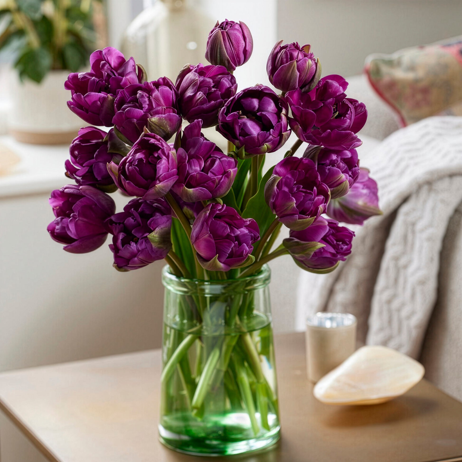 Tulpe Negrita - Bakker