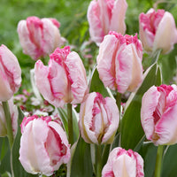 Papageien-Tulpe Pink Vision - Tulipa Pink Vision - Bakker