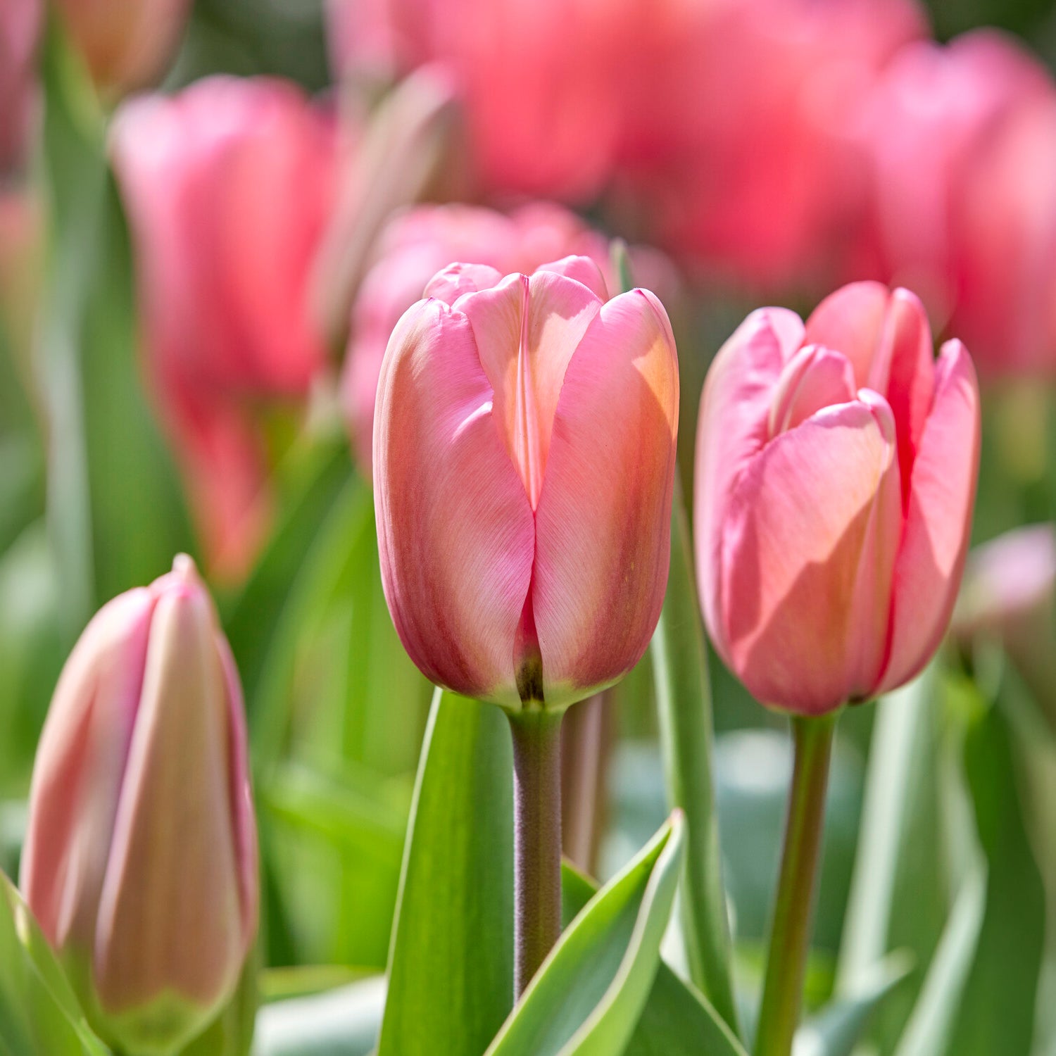 Tulpe Pink Impression -  - Bakker