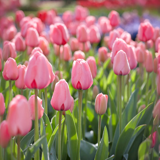 Tulpe Pink Impression - Bakker