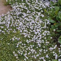 Blauer Bubikopf (x3) - Isotoma fluviatilis - Stauden