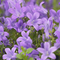 Verkauf Karpaten-Glockenblume blau (x3) - Campanula portenschlagiana
