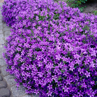 Verkauf Mauer-Glockenblume - Glockenblumen