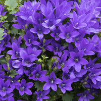 Karpaten-Glockenblume blau (x3) - Campanula portenschlagiana - Bakker